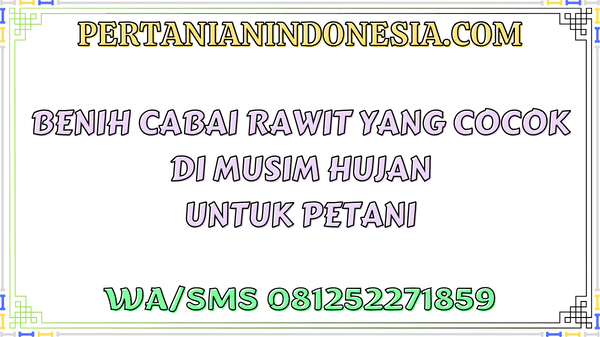 Benih Cabai Rawit Yang Cocok Di Musim Hujan Untuk Petani